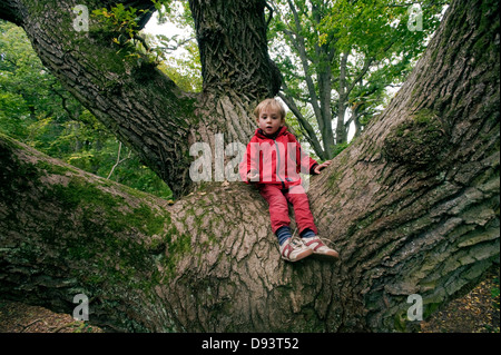 Boy sitting on trunk of oak tree Stock Photo: 57247814 - Alamy