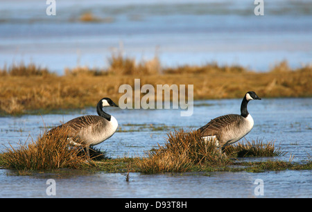 Canada goose (Branta canadensis) standing next to lake Stock Photo