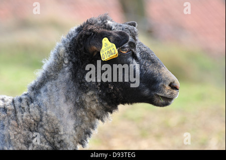 Side view of sheeps head with tag in ear Stock Photo