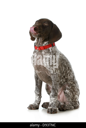 cute puppy- german short haired pointer puppy licking lips isolated on white background Stock Photo