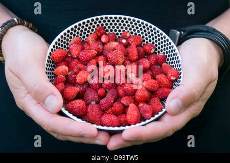 Mature woman holding bowl of strawberry Stock Photo