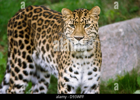 Leopard in zoo Stock Photo