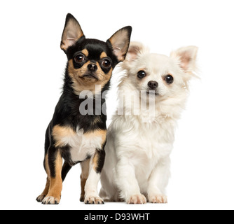 Chihuahua puppies sitting next to each other against white background Stock Photo