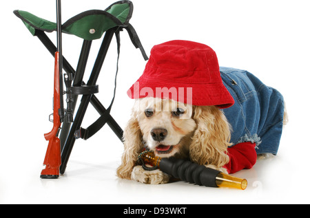 hunting dog - american cocker spaniel dressed up like a hunting dog isolated on white background Stock Photo