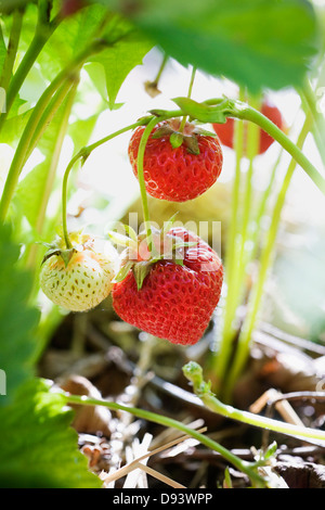 Strawberries hanging on plant Stock Photo