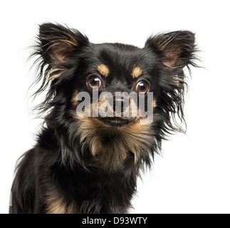 Close-up of Chihuahua looking at the camera, 2 years old, against white background Stock Photo