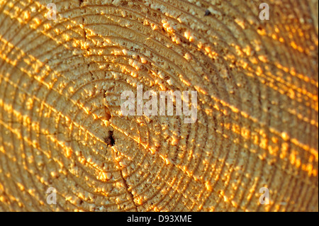 Pine Tree Struct Pine tree trunk cross section surface texture. The spread of the tree ...