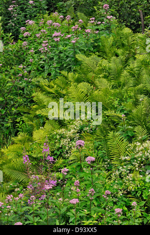 Ferns Cinnamon flowers Joe-Pye Weed and flowering shrubs Virgins bower in a small shady ravine Greater Sudbury  Ontario Canada Stock Photo