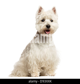 West Highland White Terrier, 18 months old, sitting and panting against white background Stock Photo