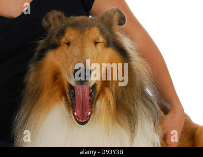 dog yawning - bond between woman and dog Stock Photo