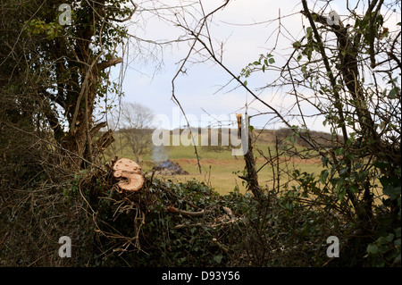 Cutting back and burning of trees from a hedgerow as part of agricultural improvement work, Wales, UK. Stock Photo