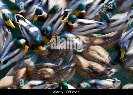 Mallard Ducks crowded together Stock Photo