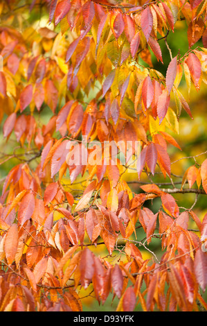 Zelkova serrata, Japanese zelkova or Keaki, in autumn Stock Photo