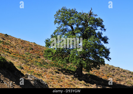 Downy Oak, Quercus pubescens, Gennargentu massif, Sardinia, Italy Stock Photo
