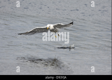Common gull (Larus canus) flying over lake Stock Photo