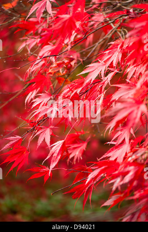 Acer palmatum 'Nicholsonii', Smooth Japanese Maple, in autumn Stock Photo