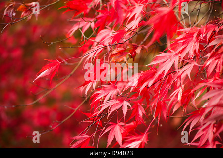 Acer palmatum 'Nicholsonii', Smooth Japanese Maple, in autumn Stock Photo