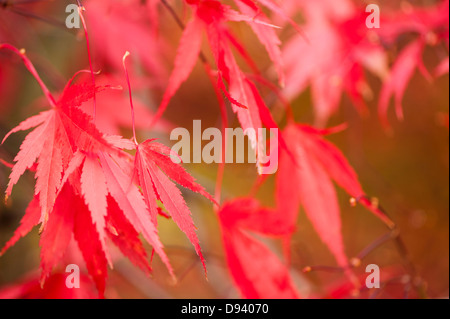 Acer palmatum 'Nicholsonii', Smooth Japanese Maple, in autumn Stock Photo