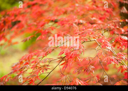 Acer palmatum 'Trompenburg', Smooth Japanese Maple, in autumn Stock Photo