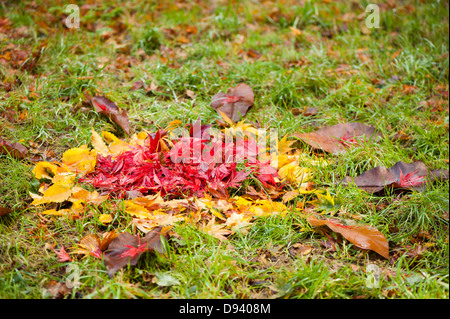Fallen autumnal leaves arranged in a circular pattern on the ground