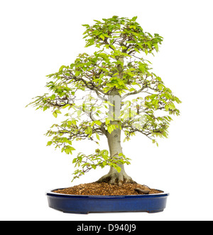 Beech bonsai tree, Fagus sylvatica, against white background Stock Photo