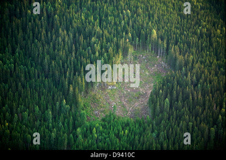 Clear-cut area, Sunne, Varmland. Stock Photo