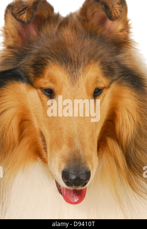 collie - rough collie portrait on white background Stock Photo