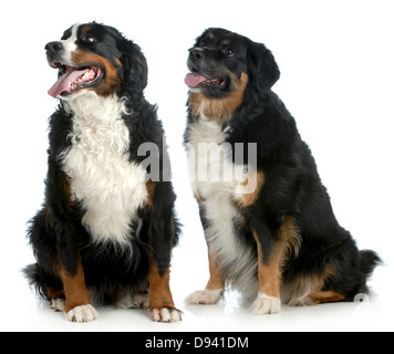 two big dogs - bernese mountain dog type dogs sitting looking up on white background Stock Photo