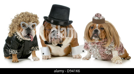 males bulldog with two females all dressed in formal clothing isolated on white background Stock Photo
