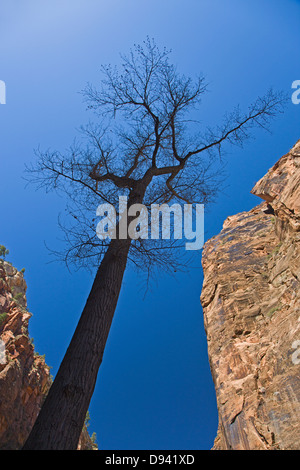 Tall aspen tree against blue sky Stock Photo