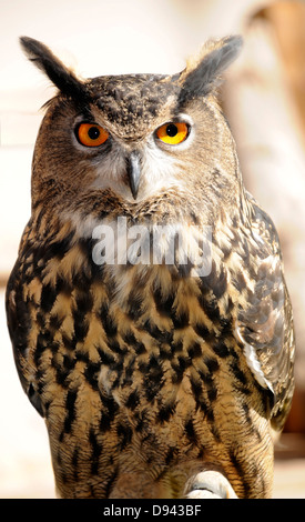 The Horned Owl of North America.  Its "horns" are neither ears nor horns, simply tufts of feathers Stock Photo
