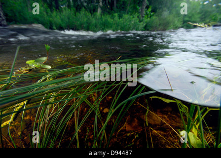 A small stream, submerged, Sweden. Stock Photo