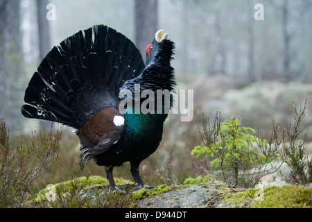 A capercaillie in the forest, Sweden. Stock Photo