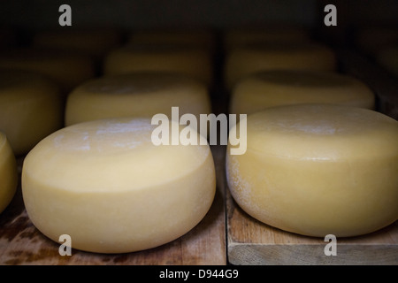 cheese rounds aging on racks cheddar cheese rounds Stock Photo