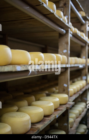 cheese rounds aging on racks cheddar cheese rounds Stock Photo