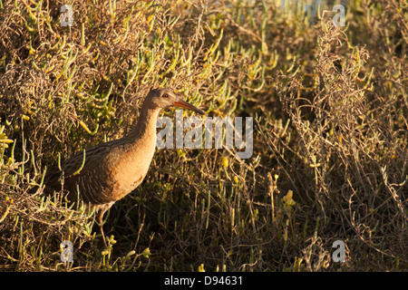 Light-footed Clapper Rail (Rallus longirostris levipes), an endangered subspecies, in coastal salt marsh. Stock Photo