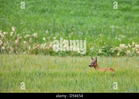 Deer on oat field Stock Photo