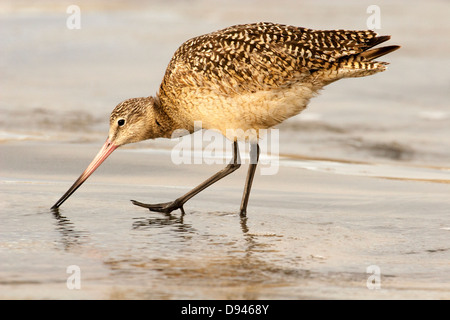 Marbled Godwit (Limosa fedoa) foraging along water line of the Pacific Ocean Stock Photo