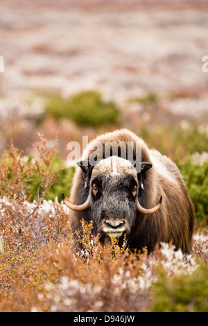 Muskoxen in mountain landscape in the autumn, Norway. Stock Photo