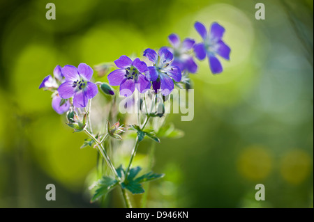 Blue Geraniaceae flowers, close-up Stock Photo
