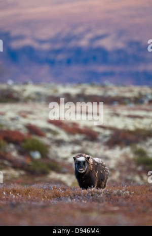 Muskoxen in mountain landscape in the autumn, Norway. Stock Photo