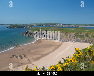 Sandtop Bay beach on Caldey Island (off Tenby) in spring with yellow gorse flowers Pembrokeshire South West Wales UK Stock Photo