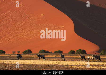 Gemsbok (oryx), and sand dunes, Namib-Naukluft National Park, Namibia, Africa Stock Photo