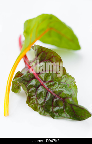 Rainbow Swiss chard leaves on white background Stock Photo