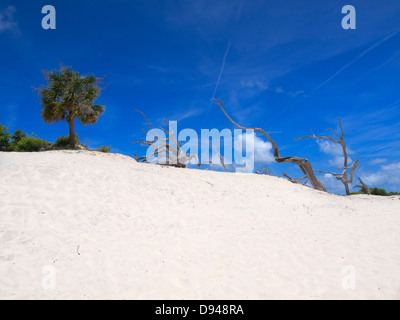 Remains of trees in sand dunes on Cumberland Island, Georgia Stock Photo