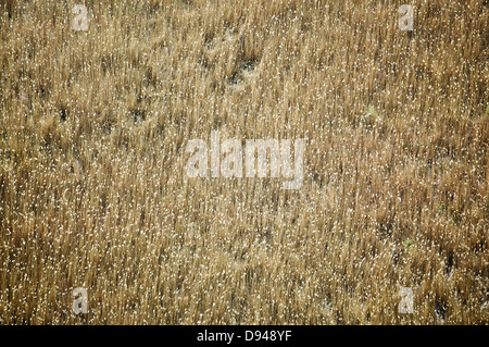 Reeds by the water, Sweden Stock Photo - Alamy