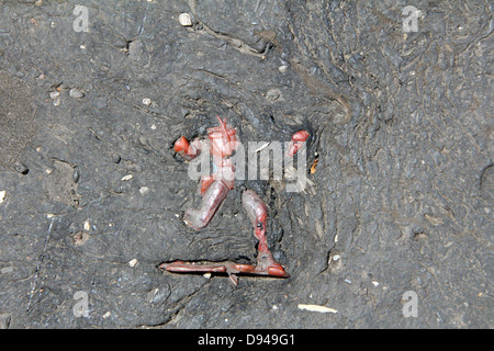 item embedded in hot tarmac road surface in sun Stock Photo