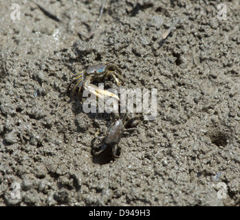 Atlantic Marsh Fiddler, Uca pugnax, males fighting over territory Stock Photo
