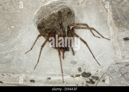 Spider in a basement. Stock Photo