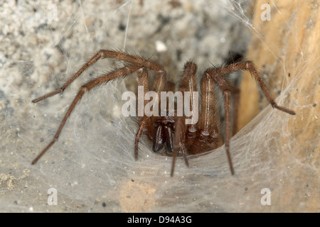 Spider in a basement. Stock Photo